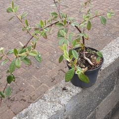 Cotoniaster plant