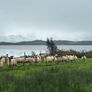 Mule Hoggets Image 4