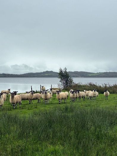 Mule Hoggets