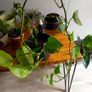 plant - Epipremnum aureum Image 2