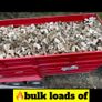 Seasoned Hardwood Logs Image 2