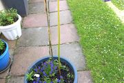 plant