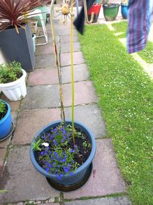 plant