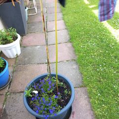 plant