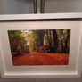 Rostellan Woods Image 3