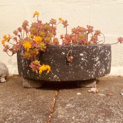 Plant: Palmers Stonecrop