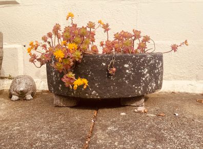 Plant: Palmers Stonecrop