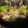 mini terrarium app controlled Image 2