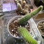 Monkey Tail Cactus Image 9