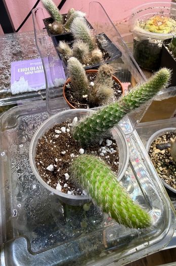 Monkey Tail Cactus