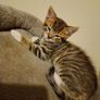 Kittens Image 5