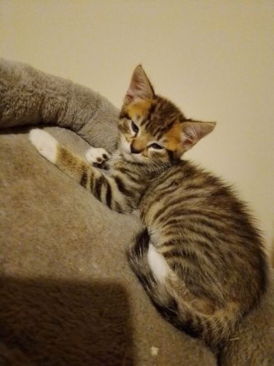 Kittens