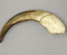 1/1  copy of a prehistoric anteater claw.