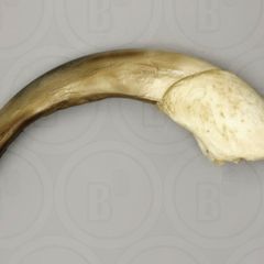 1/1  copy of a prehistoric anteater claw.