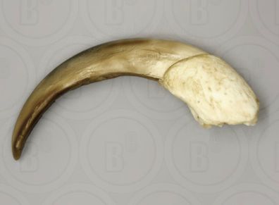 1/1  copy of a prehistoric anteater claw.