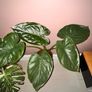 plant Image 5