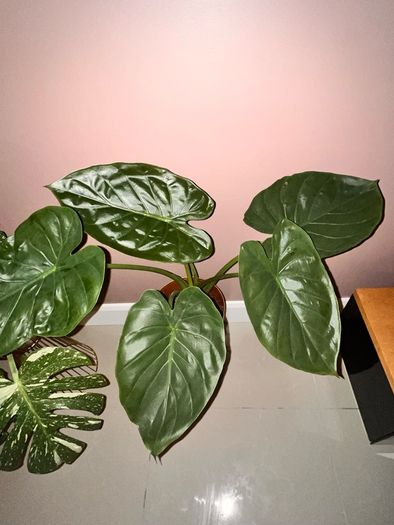 plant
