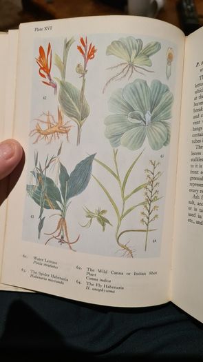 West Africa Lillies And Orchids. By J K. Morton. First Edition. Hardback In Good Condition. WITH 20 FABOLOUS PLATES WITH 80 LILLIES.