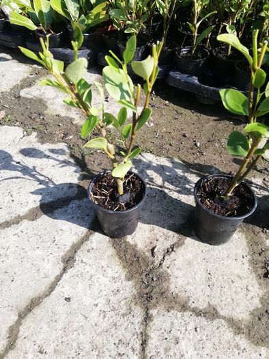 Griselinia Hedging - Potted