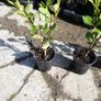 Griselinia Coastal Hedging Image 7