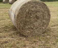 Hay for sale