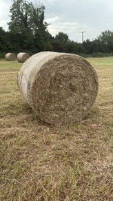 Hay for sale