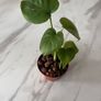 plant Image 3