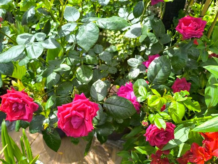 garden plants
