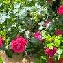 garden plants Image 5