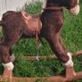 Rocking Horse needs TLC Image 5