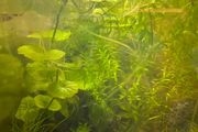 Fresh water plants and snails