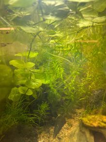 Fresh water plants and snails