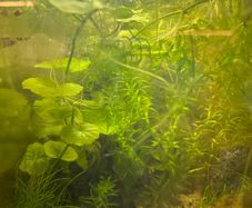 Fresh water plants and snails