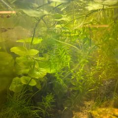 Fresh water plants and snails