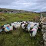 Mayo blackface hoggets Image 2