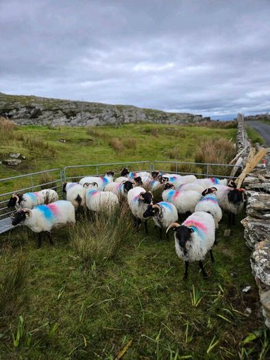 Mayo blackface hoggets