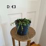 Plant Assortment Image 2