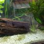 aquarium 50 liters Image 7