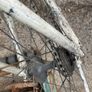 fixie Image 6
