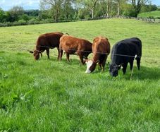 First calved Heifers
