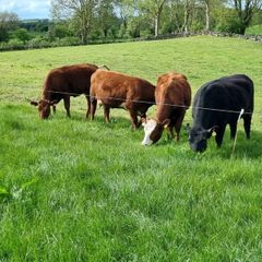 First calved Heifers