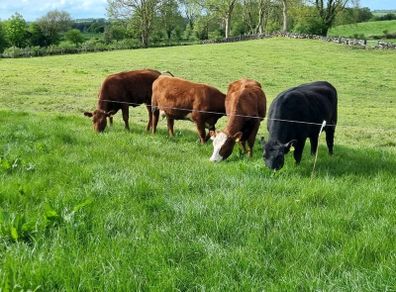 First calved Heifers