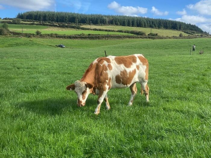 17 Fleck cross in Calf Heifers for Sale