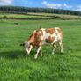 17 Fleck cross in Calf Heifers for Sale Image 9