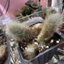 Monkey Tail Cactus Image 3
