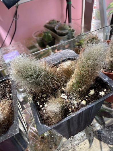Monkey Tail Cactus
