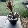 Palms in huge Pots Image 2