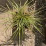 Evergreen plant Image 7
