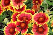 Blanket flower seeds