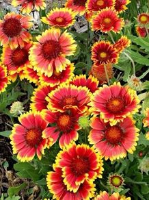 Blanket flower seeds